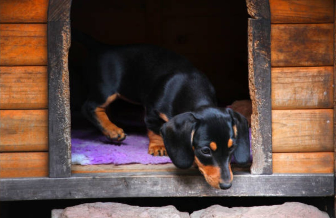 Can the Downsides of Dachshunds Be Managed Effectively
