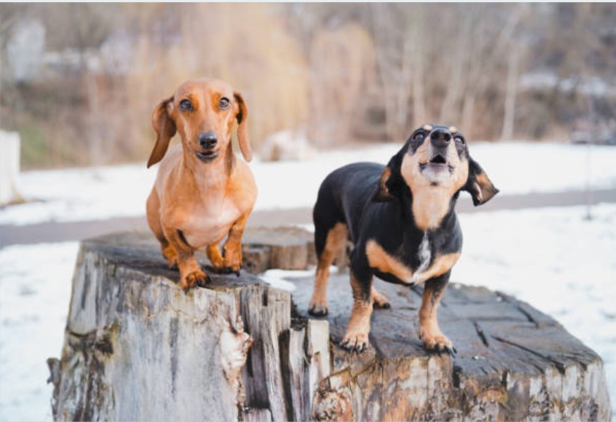 How Did Dachshunds Evolve Over Time