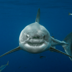 White Sharks