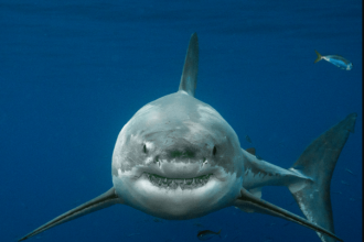 White Sharks