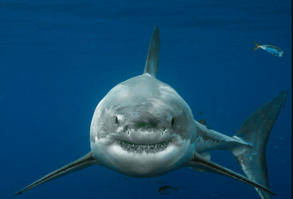 White Sharks