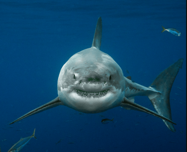 White Sharks