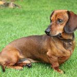Why Dachshunds Are the Worst Breed