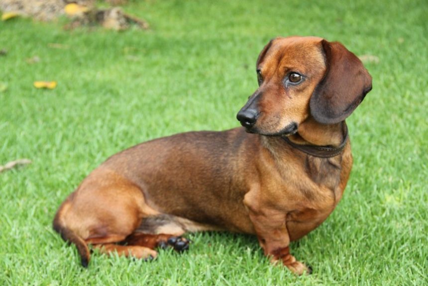 Why Dachshunds Are the Worst Breed