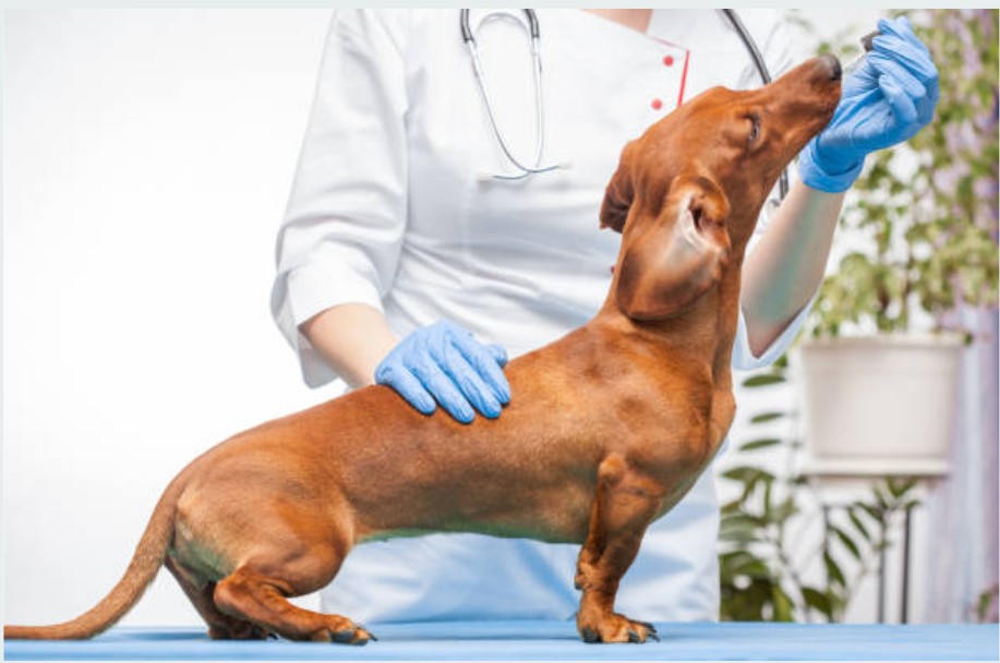 Why Dachshunds Are the Worst Breed
