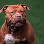 XL Bully Dog