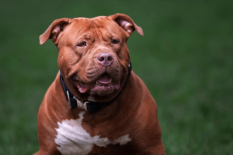 XL Bully Dog