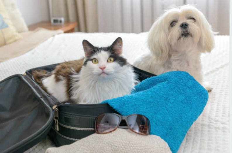 Can Your Pet Thrive in a Travelodge Stay