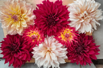 A vibrant spring garden hides a hidden danger — popular blooms like dahlias and sunflowers can trigger hay fever symptoms for allergy sufferers.