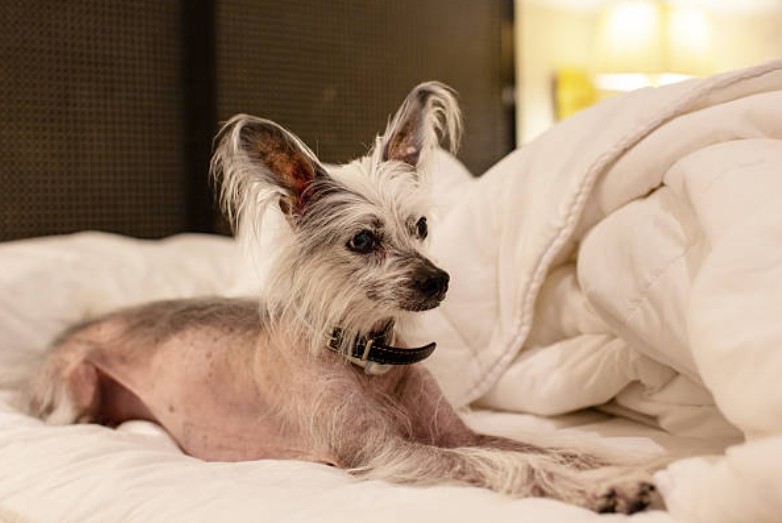Dog Friendly Mean at Travelodge