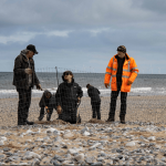 A secure perimeter is being built along the Gronant sand dunes to protect Little Terns returning from West Africa.