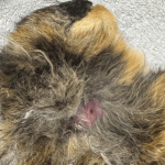 A mutilated cat was discovered in a residential garden in North London