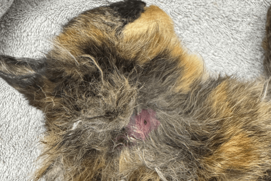 A mutilated cat was discovered in a residential garden in North London