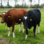 Foot-and-mouth disease Hungary