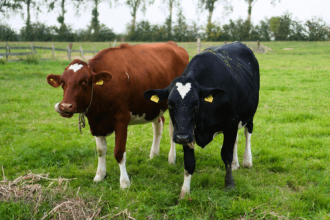 Foot-and-mouth disease Hungary