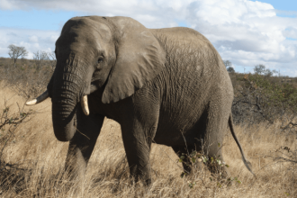 Africa Elephants