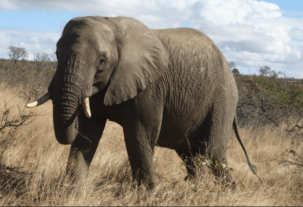 Africa Elephants