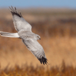 Hen harriers