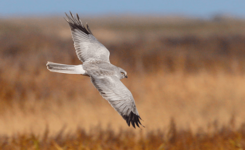 Hen harriers