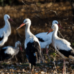 White Stork