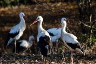 White Stork