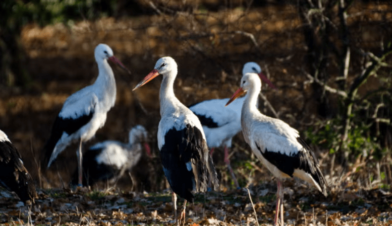 White Stork