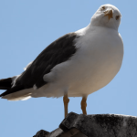 seagulls