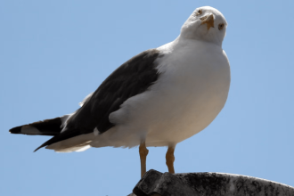 seagulls
