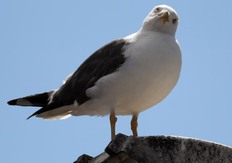 seagulls