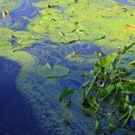 Blue-green algae