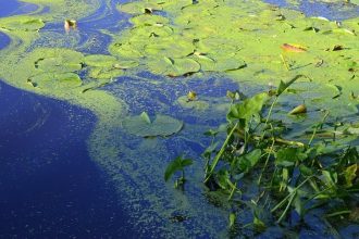 Blue-green algae