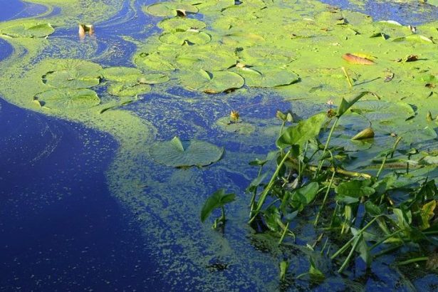 Blue-green algae