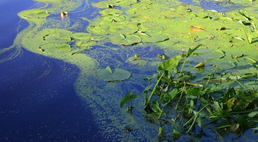 Blue-green algae