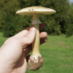 Death Cap Mushroom