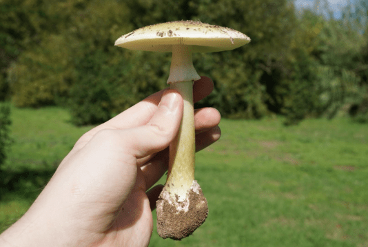 Death Cap Mushroom