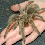 tarantula
