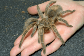 tarantula