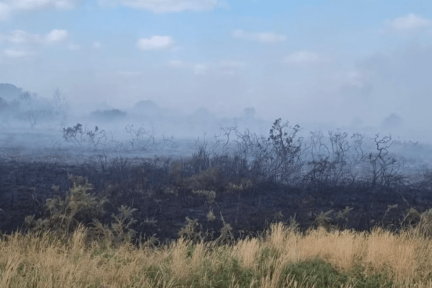 Dorset heath fire