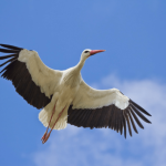 White Storks