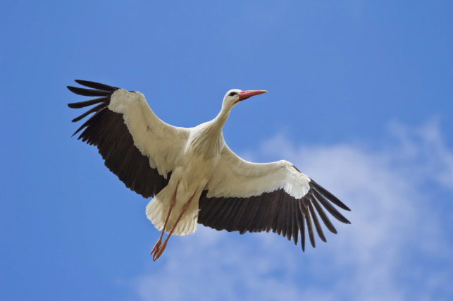 White Storks