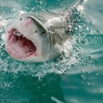 Bite-Resistant Wetsuits to protect from Shark attack