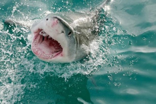 Bite-Resistant Wetsuits to protect from Shark attack