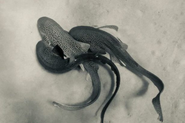 Leopard Shark Mating