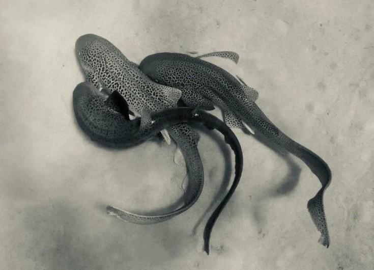 Leopard Shark Mating