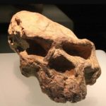 Million-Year-Old Human Skull