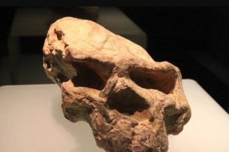 Million-Year-Old Human Skull