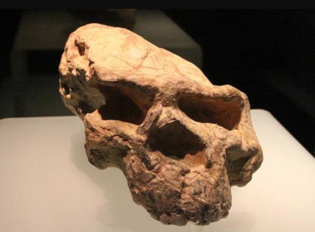 Million-Year-Old Human Skull