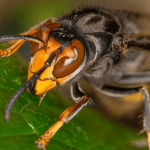 Asian hornet