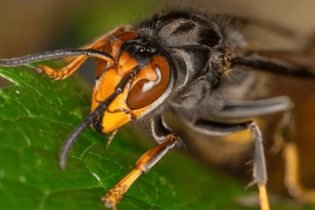 Asian hornet