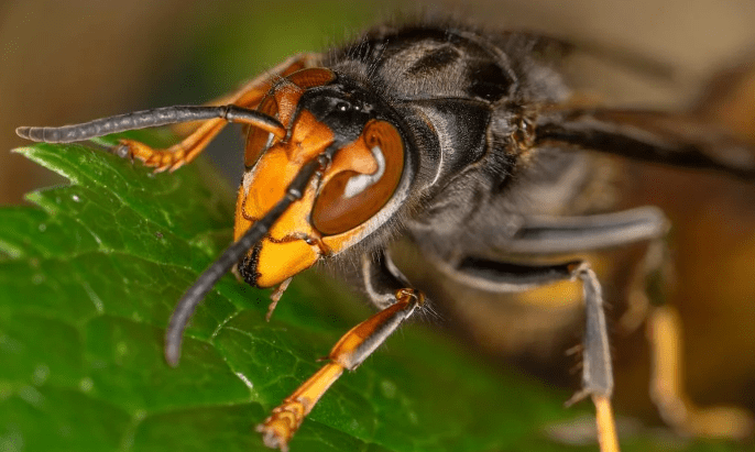 Asian hornet